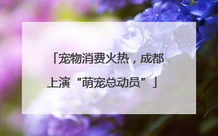 宠物消费火热，成都上演“萌宠总动员”